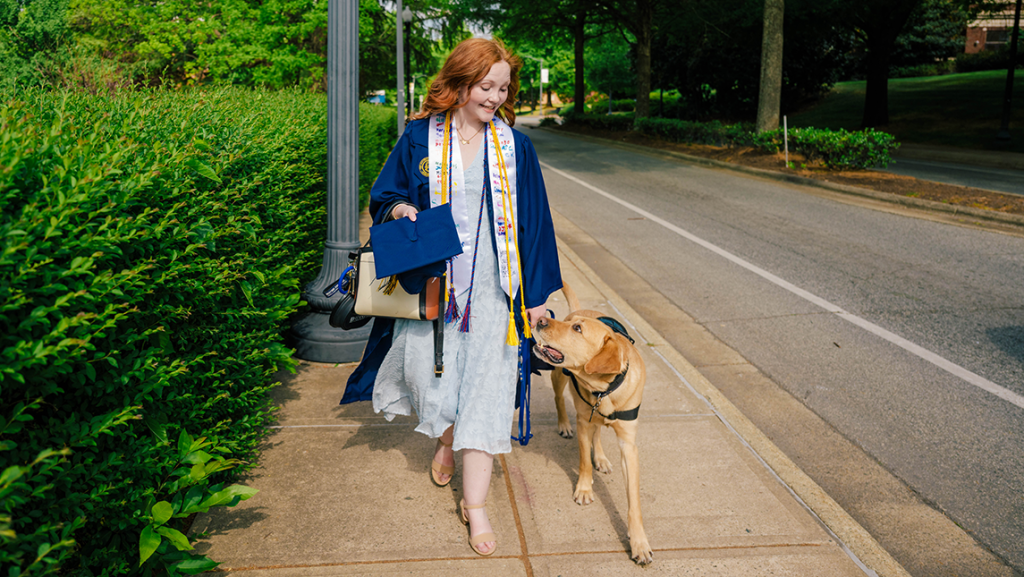 AnnaGrace Berry wearing a navy graduation gown, white dress, and multiple honor cords walks along a campus sidewalk while holding a mortarboard and leading a golden retriever service dog in a harness. Trees, greenery, and a roadway line the path.