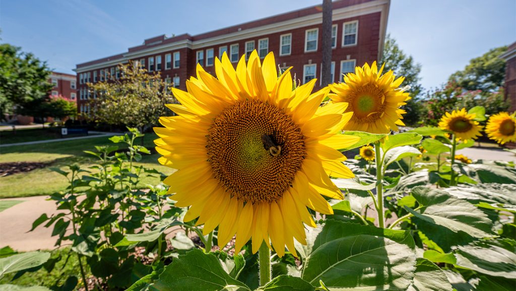 A bee on a sunflower.