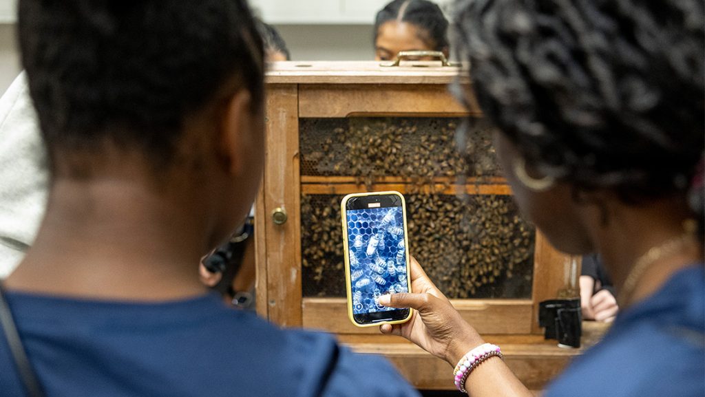 High schoolers take a photo of bees in a hive.