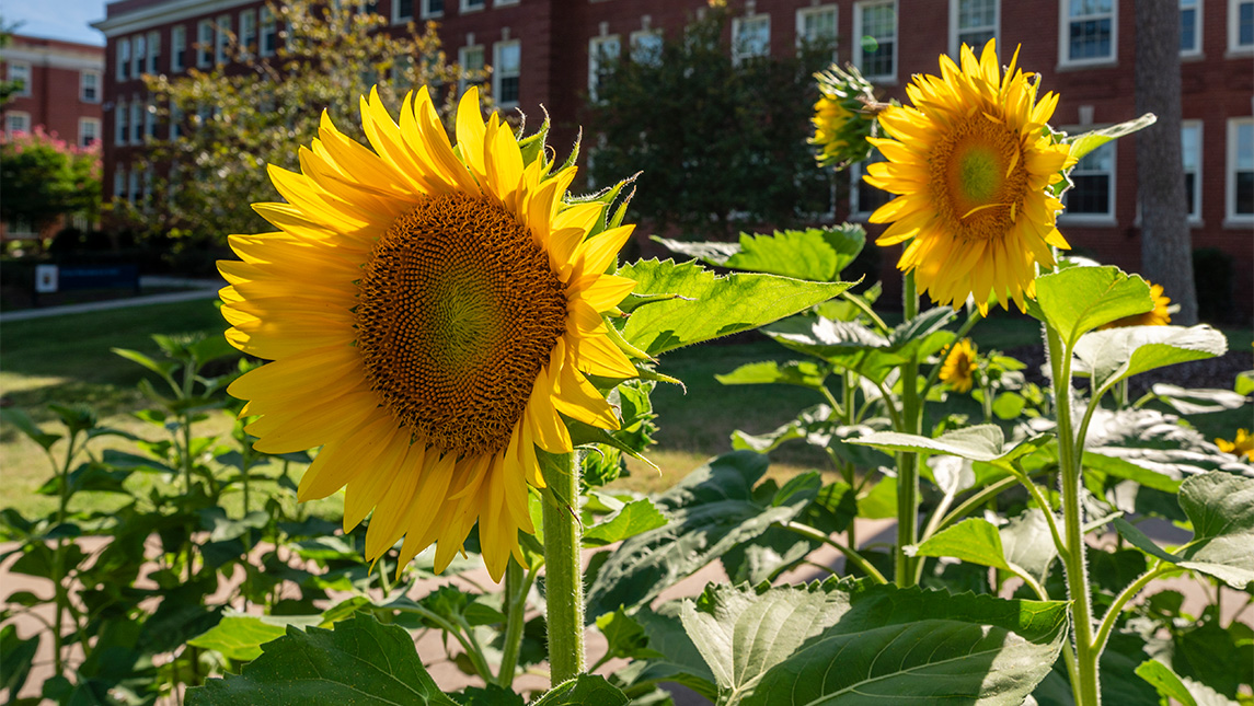 Sunflowers on UNCG campus.