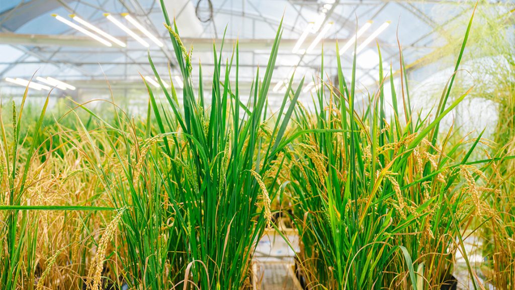 Grasses growing in a greenhouse.